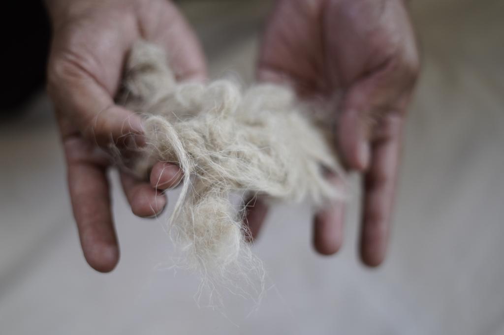Hands holding the soft white fibres of raw Pashmina